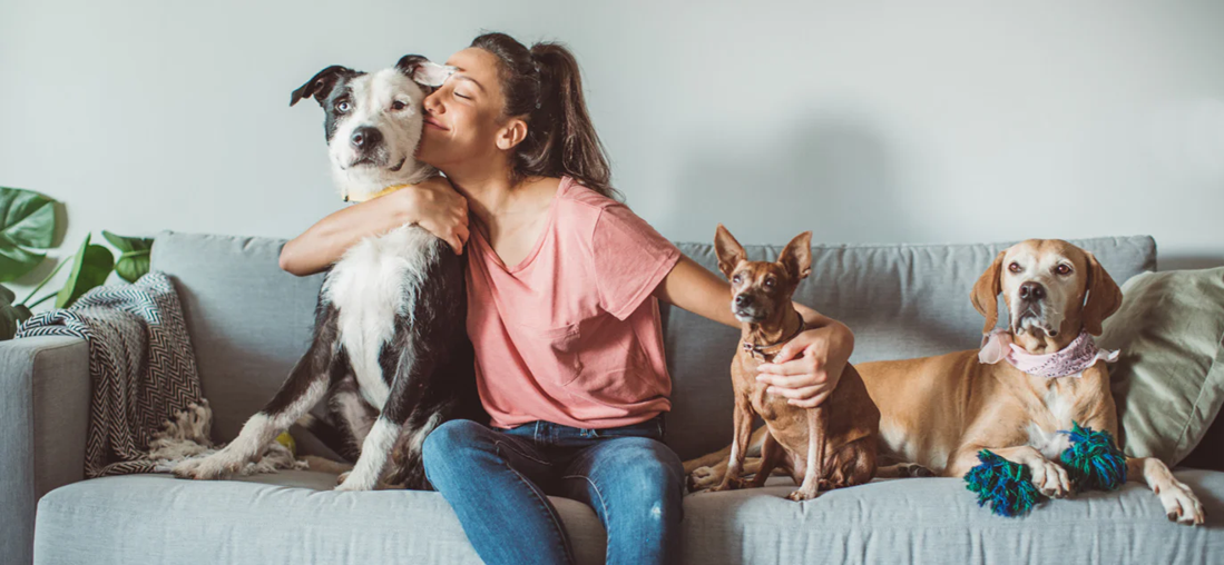 Pet Paradise