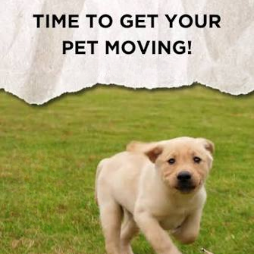 Peta2z online pet supply store