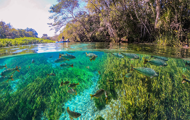 Snorkeler in the crystal-clear Sucuri River in Bonito, Mato Grosso do Sul